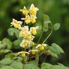 Epimedium (Horny Goat Weed)
